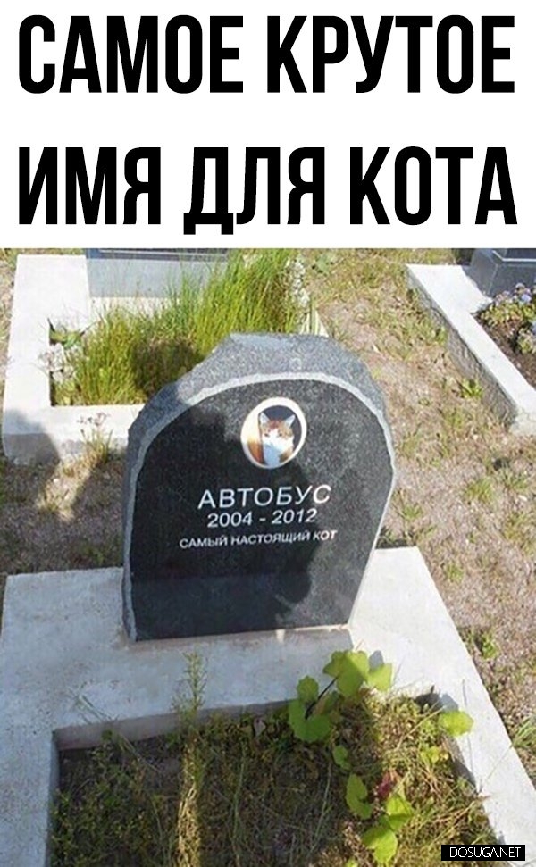 Смешные мемы и картинки с надписями