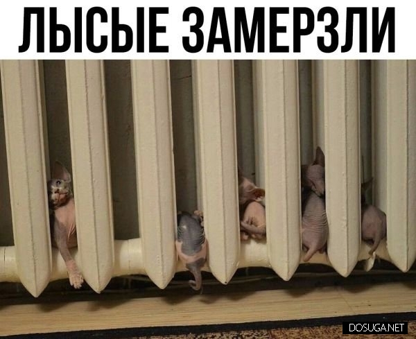 Смешные мемы и картинки с надписями