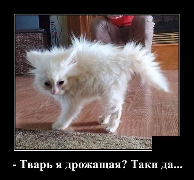 Демотиватор