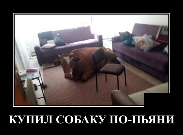 Демотиватор