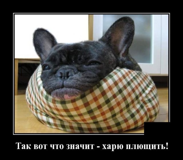 Демотиватор