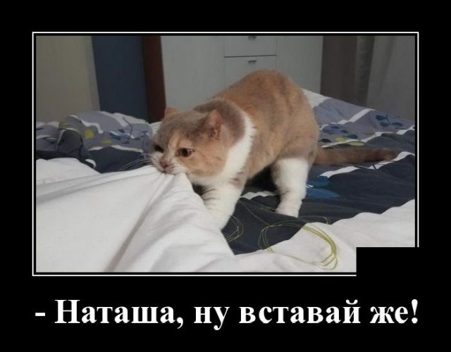 Демотиватор