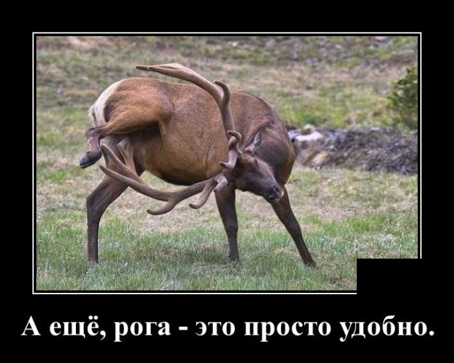 Демотиватор