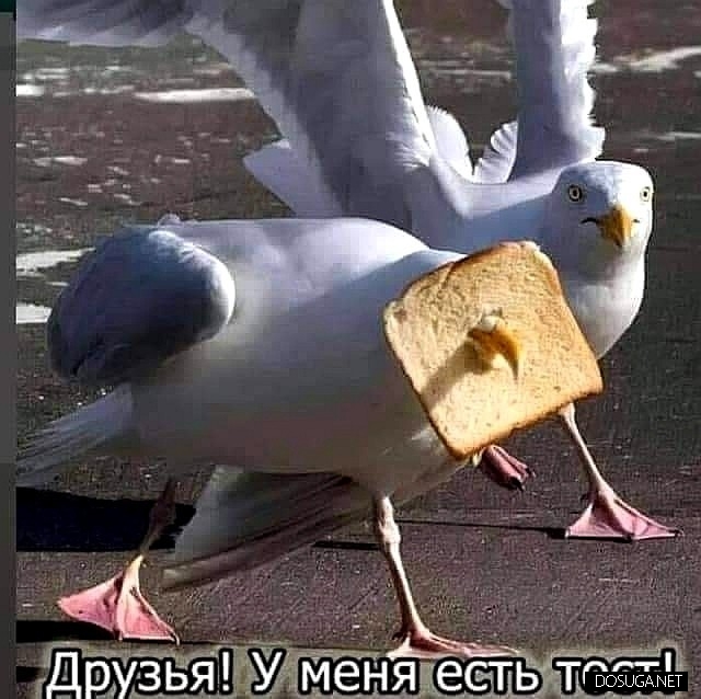 Смешные картинки на dosuga.net