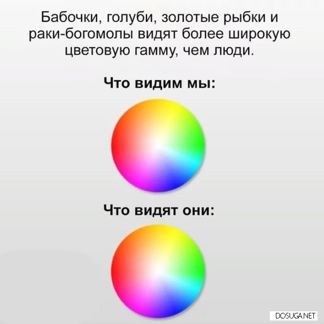 Смешные картинки на dosuga.net