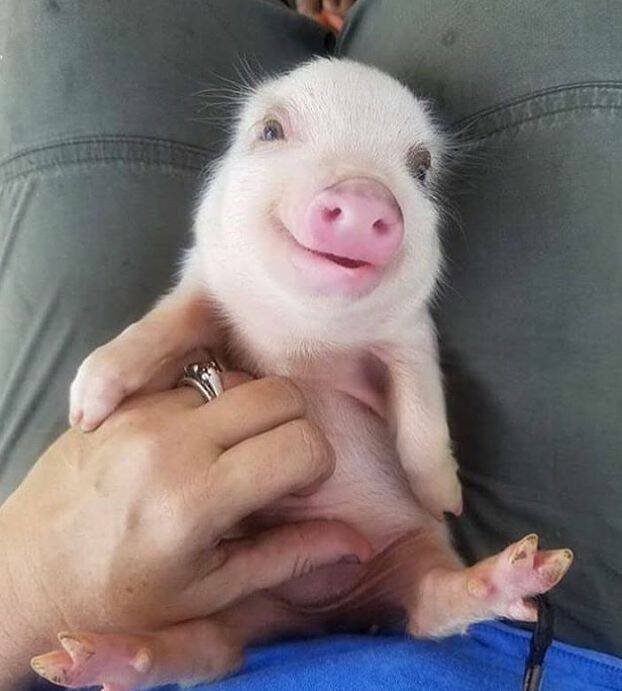 смешные картинки и фото приколы