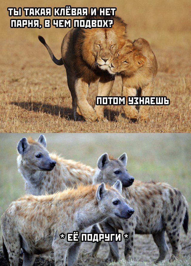 смешные картинки и фото приколы