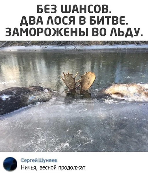 смешные комментария из соцсети