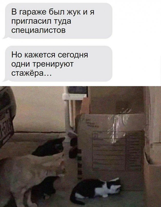 смешные комментария из соцсети