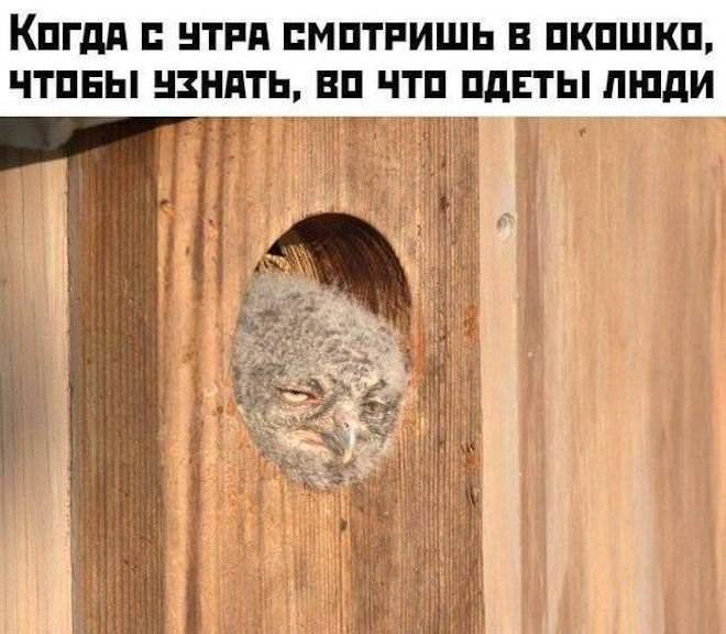 мемы и картинки