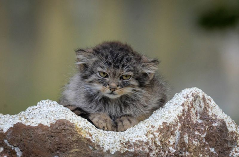 позитивные картинки для настроения