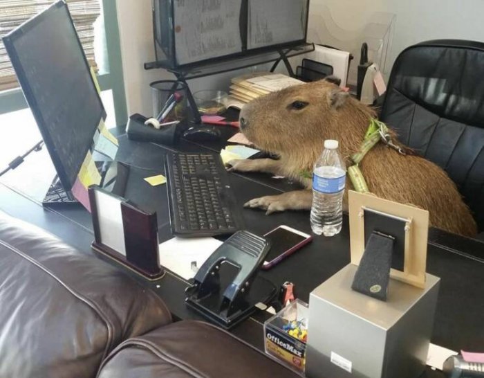 смешные картинки и фото приколы