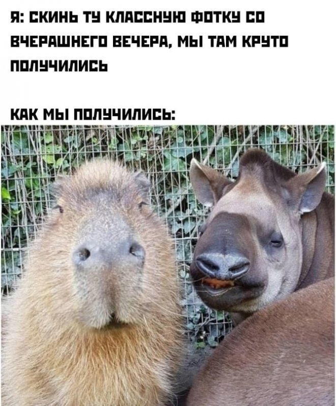 злобные картинки мемы