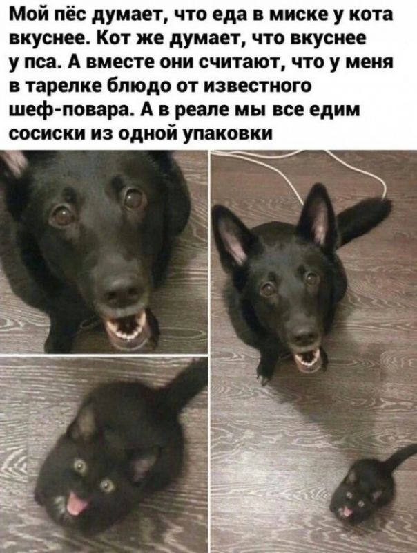 смешные картинки с надписями