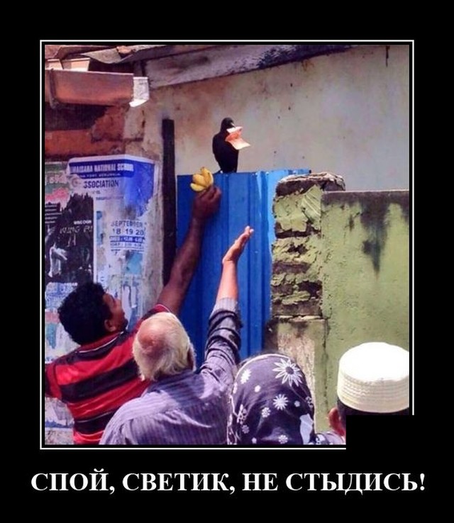 демотиватор