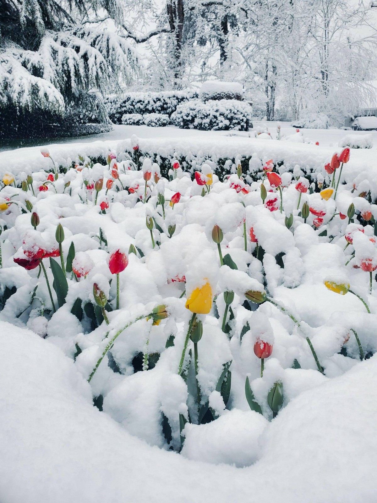 веселые картинки