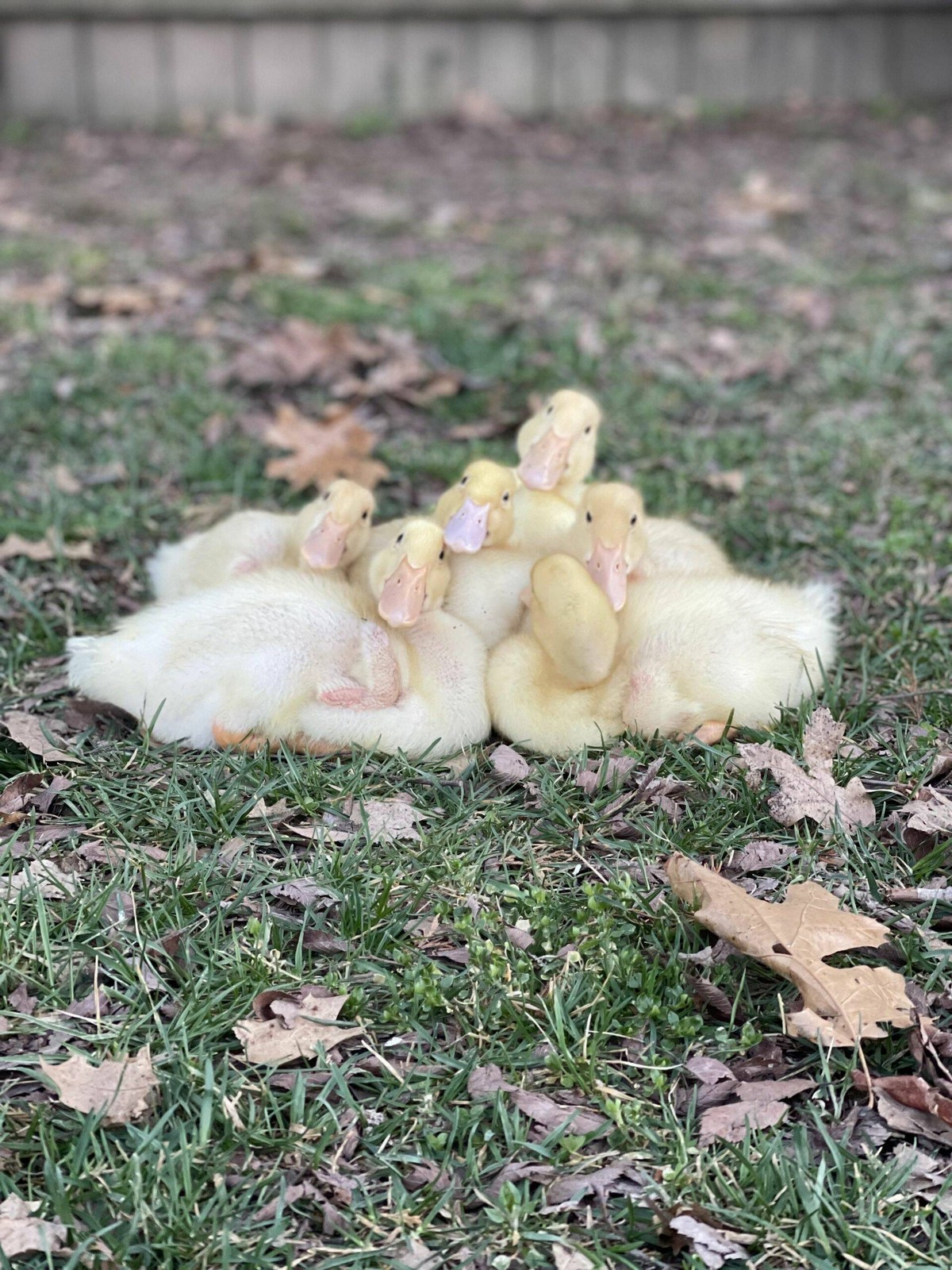 веселые картинки