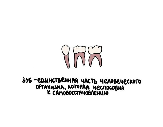 факты в картинках