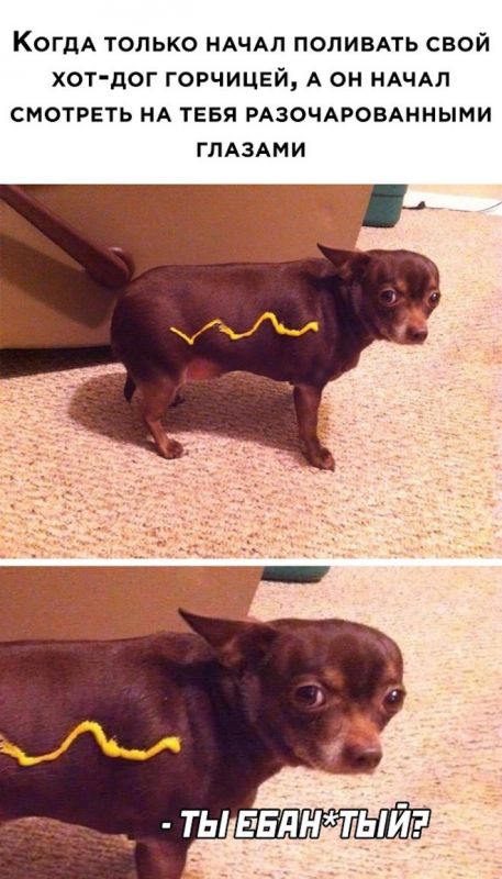 мемы с надписями