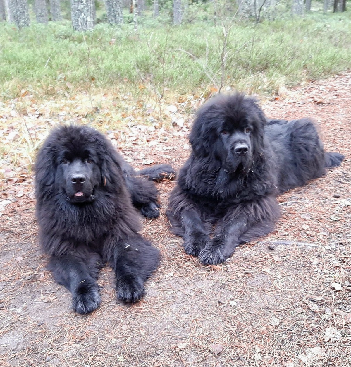 dosuga.net позитив