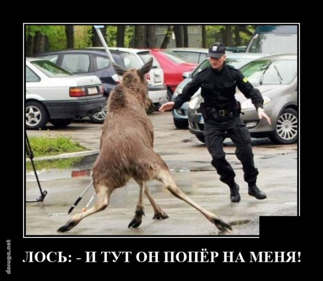 демотиватор