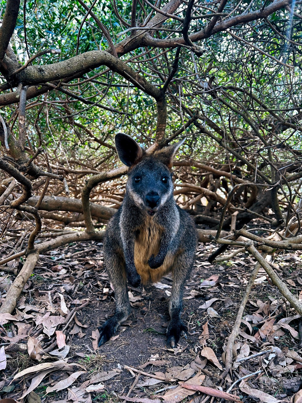 прикольные картинки на досуга нет