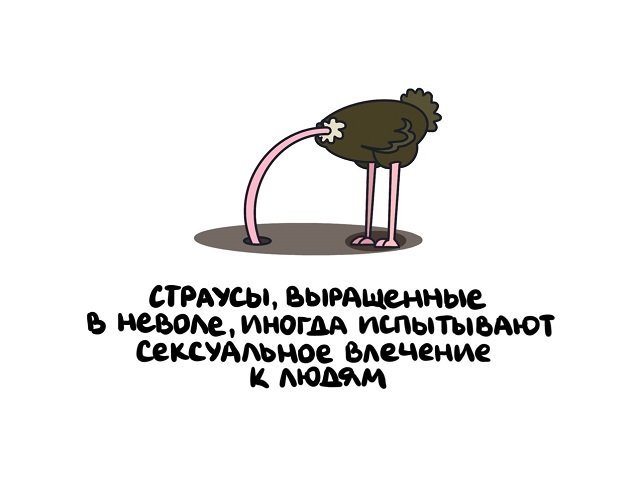 факты в картинках