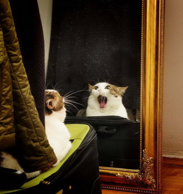 фото приколы мемы на досуга.нет