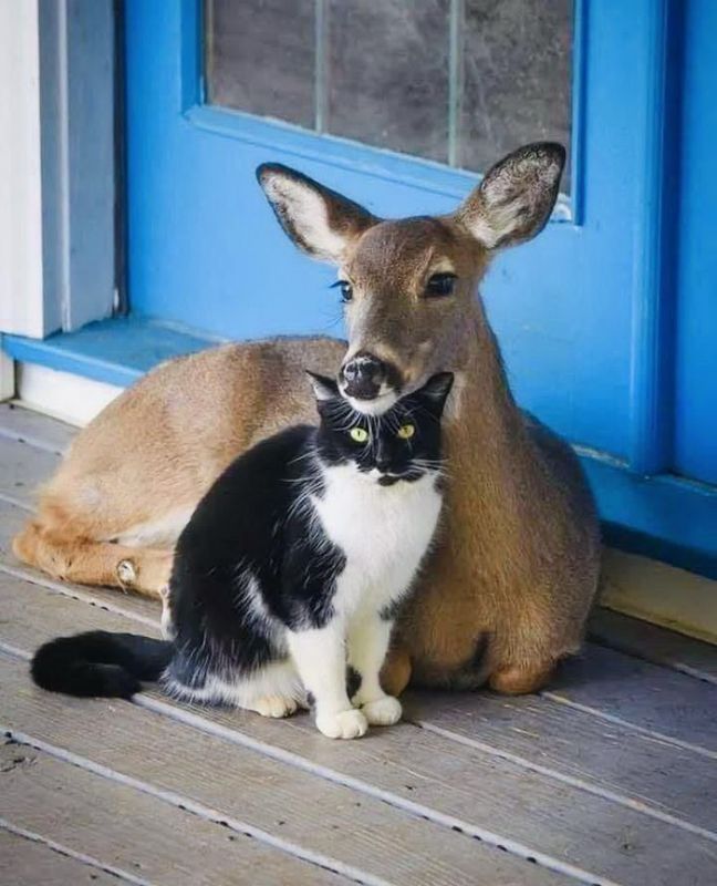 фото приколы мемы на досуга.нет