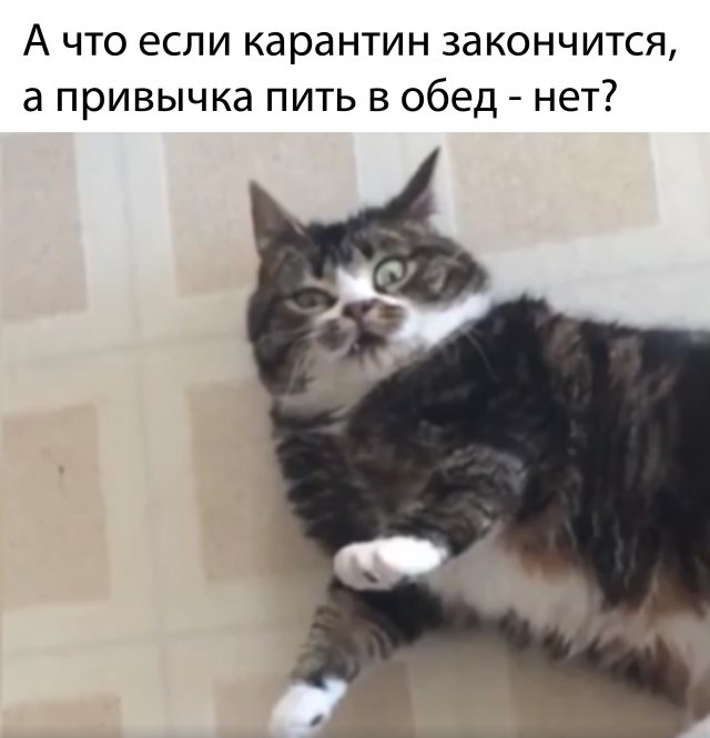 фото приколы мемы картинки на досуга.нет