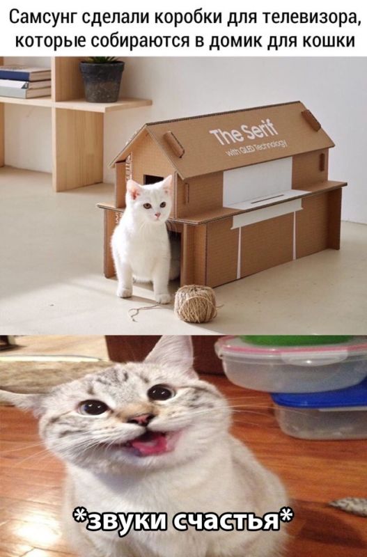 фото приколы мемы картинки на досуга.нет