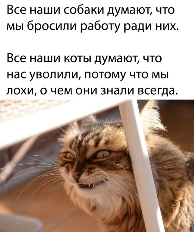 фото приколы мемы картинки на досуга.нет