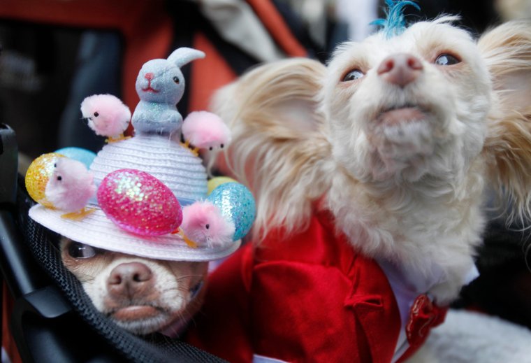 прикольные картинки на Пасху