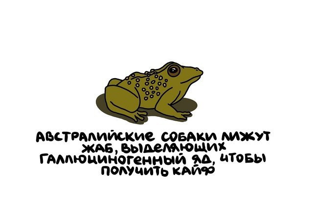 Факты в картинках