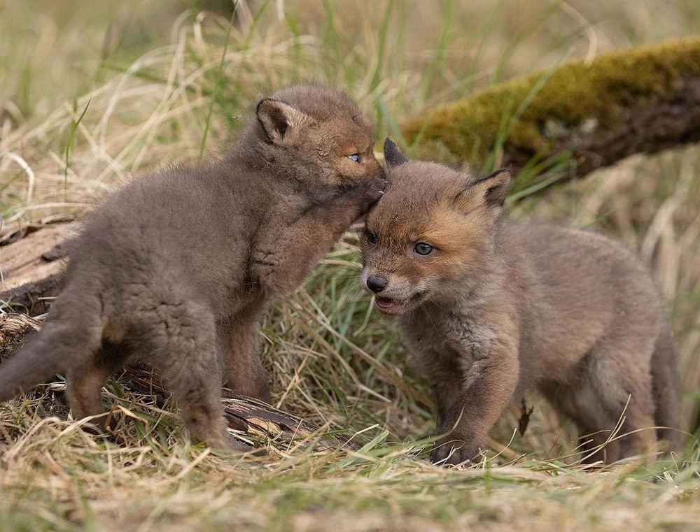 Позитивные картинки для самого хорошего настроения.