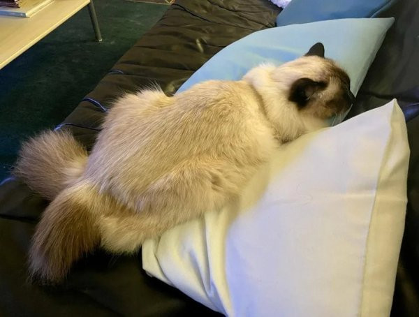 Показалось