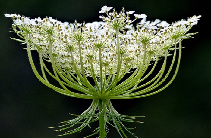 Кружева королевы Анны