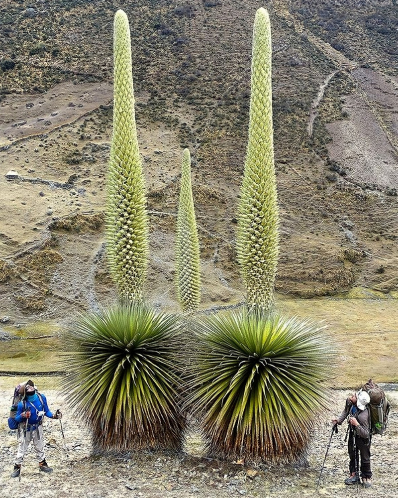 позитивити