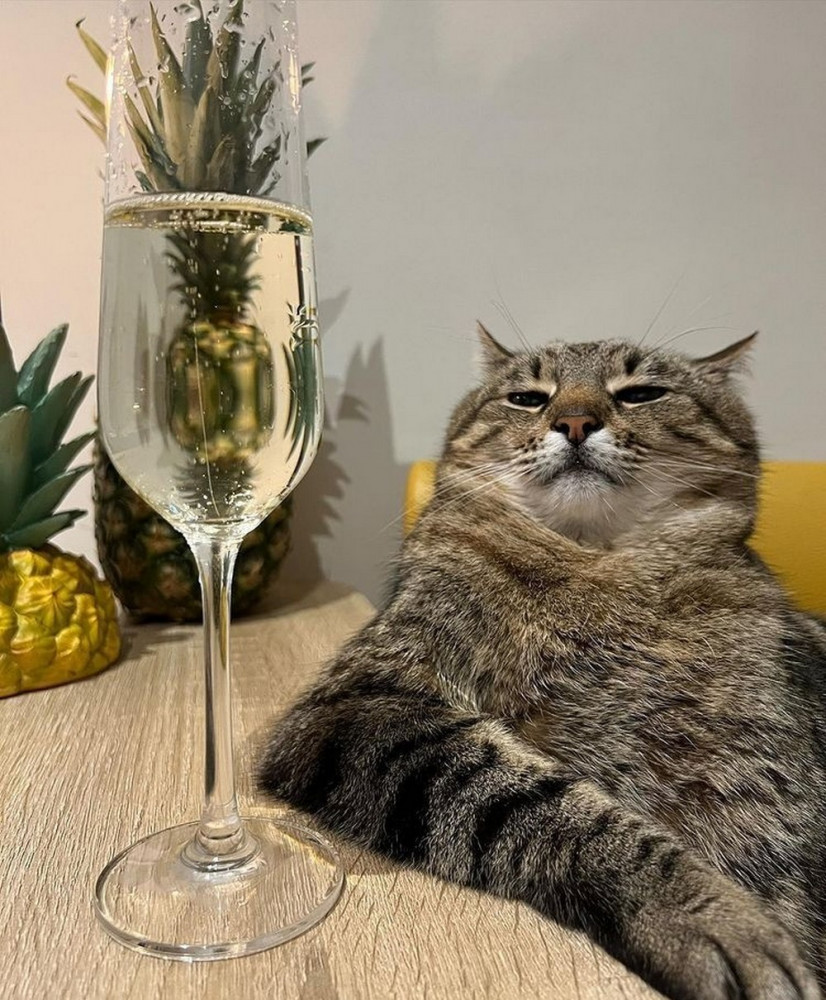 Прикольные картинки