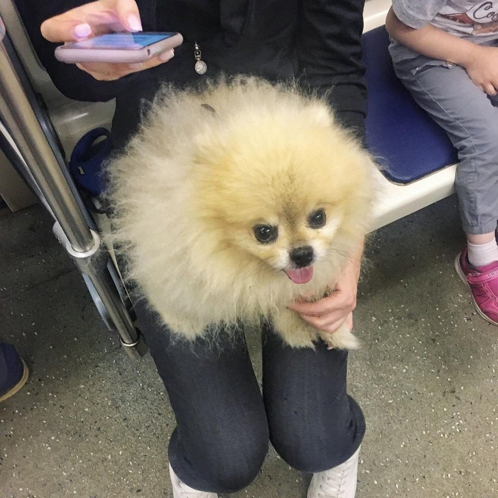 Чудики в метро