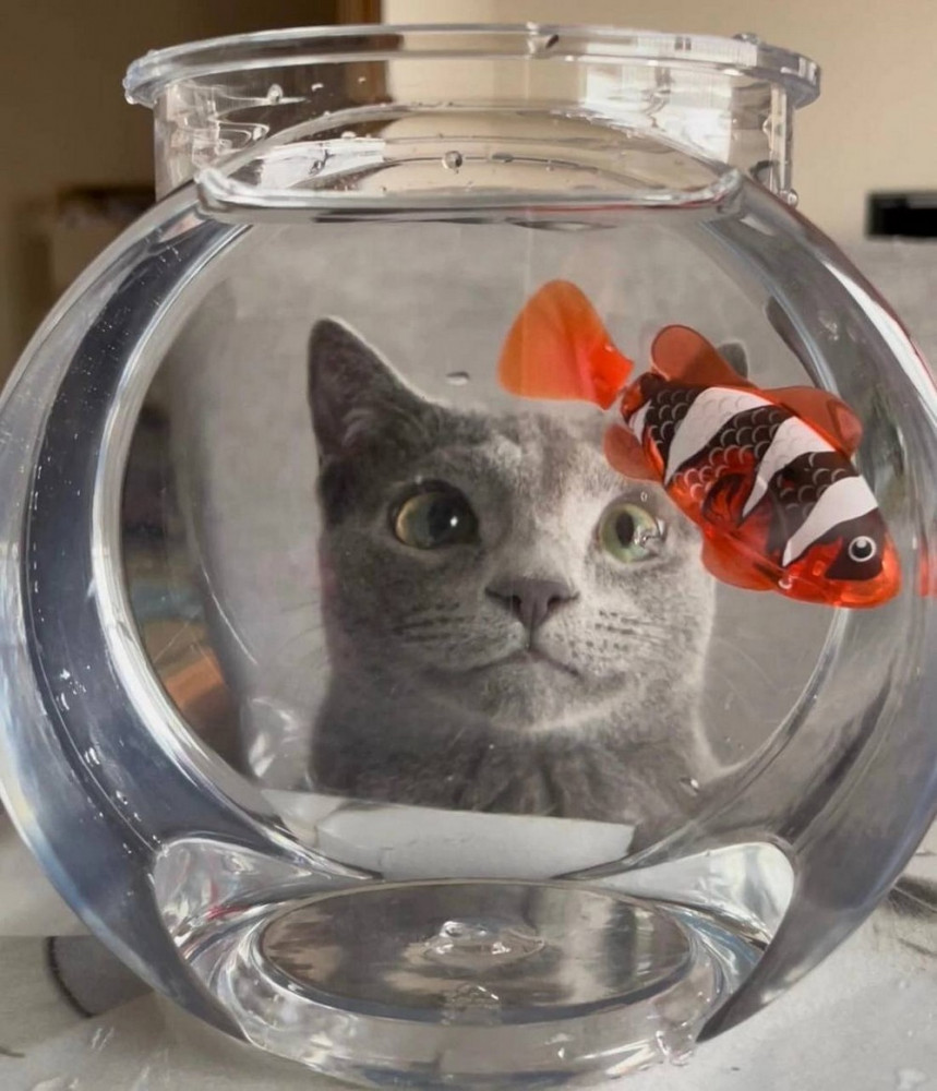 Впечатляющая подборка добрых и прикольных Картинок