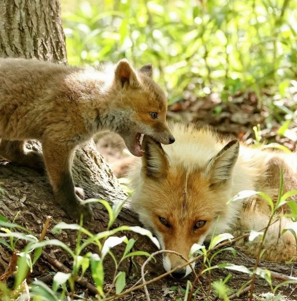 Позитивные картинки хорошего настроения
