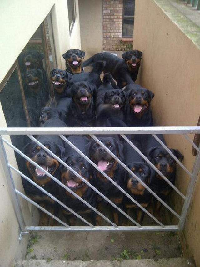 Прикольная картинка для хорошего настроения