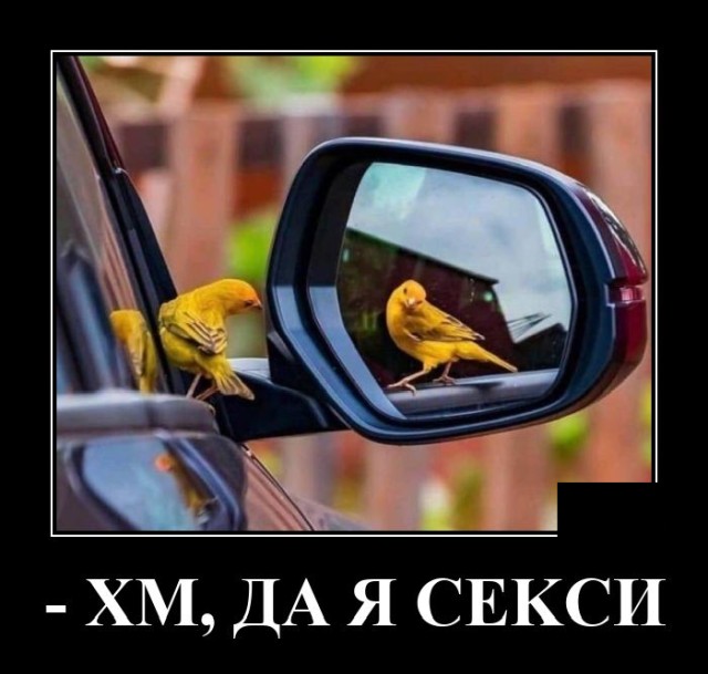 Демотиватор Дня