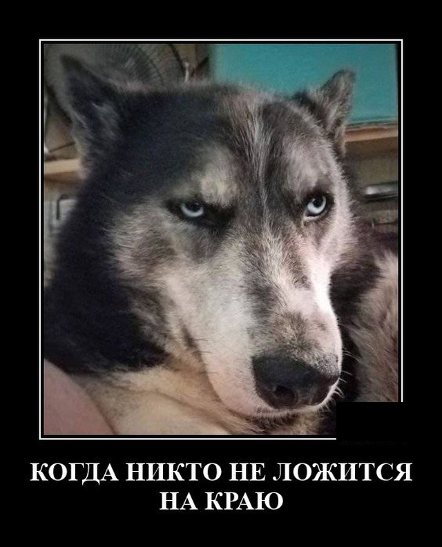 Демотиватор Дня