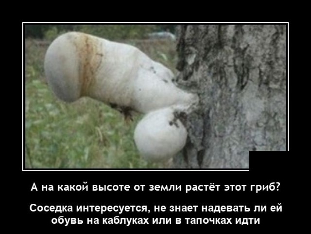 Демотиватор Дня