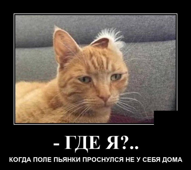 Демотиватор