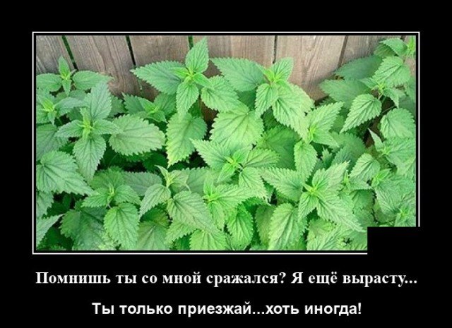 Демотиватор