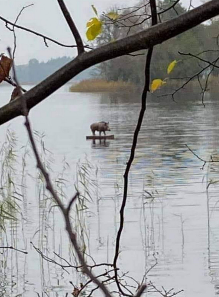 Прикольные картинки