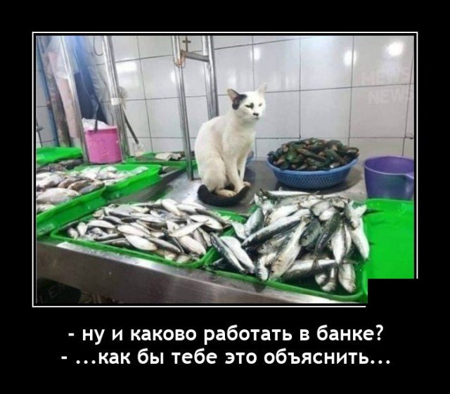 Демотиватор